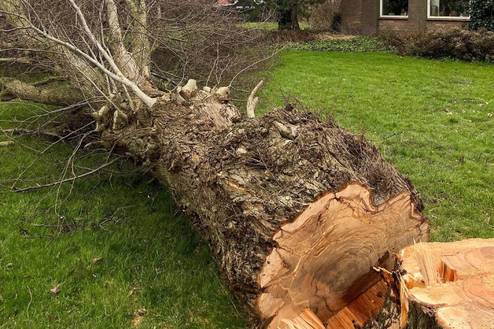 Gevelde boom in een weiland